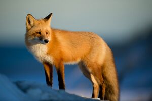 A brown fox on a snow field