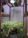 A Plastic Hanging Pot