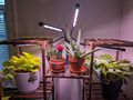 A grow light with 4 adjustable wands full of small lights